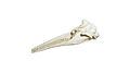 Amazon river dolphin skull (Inia geoffrensis)