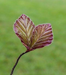 Fagus sylvatica subsp. purpurea(Copper Beech)