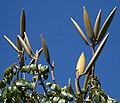 ripen fruits