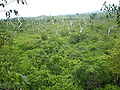 Falealupo rainforest reserve, view from the top