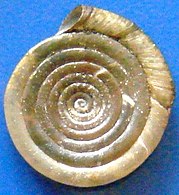 Mollusc whorls: Each complete 360° turn in the spiral growth of the shell of the mollusc Anisus septemgyratus, family Planorbidae.