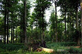 Foret de Soignes - Zonienwoud