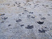 Dinosaur beach tracks (Dinosaur Ridge); temporary, wide land bridge across the seaway