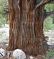 Juniperus occidentalis var. australis, eastern Sierra Nevada, Rock Creek Canyon, California.