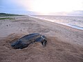 Image 42Leatherback sea turtle on the beach near the village of Galibi (from Suriname)