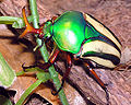 Eudicella gralli (África Central)