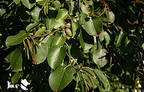 Alnus-cordata-leaves.JPG