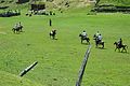 A polo Match at Fairy Meadows