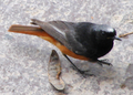 Male; Cappadocia, Central Turkey