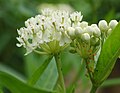 'Ice Ballet' flowers and Oleander Aphids