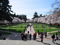 Le quad, grande étendue de pelouse entourée de cerisiers, au centre du campus
