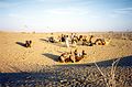 The Thar Desert