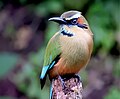 Turquoise-browed motmot, El Salvador and Nicaragua