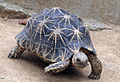 Indian star tortoise