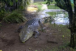 Large Crocodylus porosus.jpg