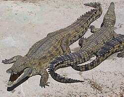 Nīlas krokodils (Crocodylus niloticus)