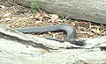 Red-bellied black snake