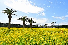 油菜花(田原市)