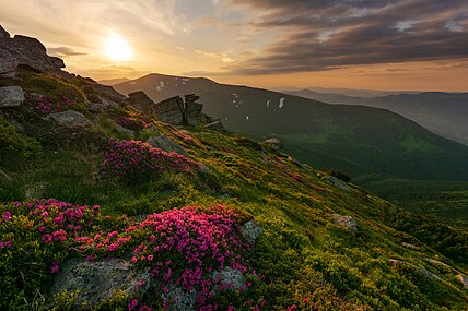 Rhododendron dans les Carpates à l'ouest de l'Ukraine. Mai 2018.