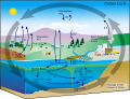 Carbon cycle diagram