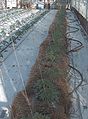 Hydroponic tomato over pumice and straw