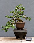 Thumbnail for Indoor bonsai