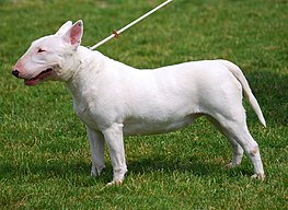 Bull Terrier