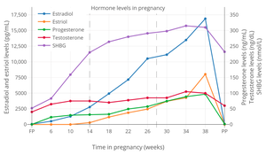 Levels of sex hormones and SHBG during pregnancy in women.[2] The dashed vertical lines separate the trimesters. Determinations were via radioimmunoassay.[2]