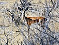 Hono, Etosha National Park