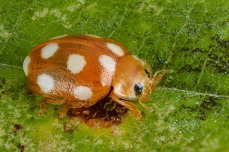 Vibidia duodecimguttata - La Pairelle