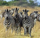 A group of six plains zebra