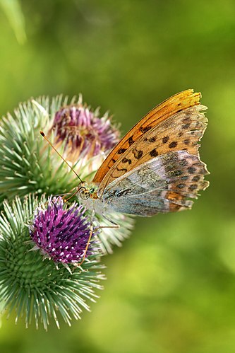 Перламутровка большая (Argynnis paphia) на соцветии чертополоха (Carduus sp.)