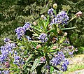 Ceanothus papillosus var. roweanus at the Regional Parks Botanic Garden, Berkeley, California