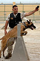 Entrenamiento de la unidad canina de la Seguridad Naval de EE. UU.