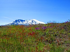 Wildflowers on Johnston Ridge