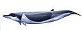 Shepherd's beaked whale