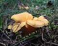 Cantharellus cibarius