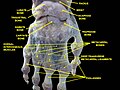 Wrist joint. Deep dissection. Posterior view.