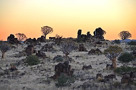 Quiver trees and Dolerite rocks near Keetmanshoop.