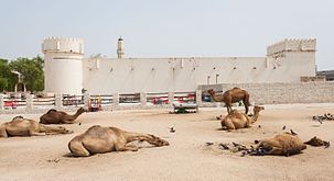 Camels next to Al Koot Fort, one of Qatar's historic sites.