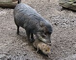 White-lipped peccary with juvenile