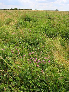 Green manure crop - geograph.org.uk - 494809.jpg