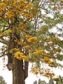 Grevillea robusta (silver oak)