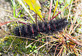 Caterpillar with typical red stripes