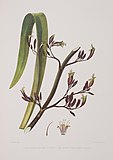 Phormium tenax