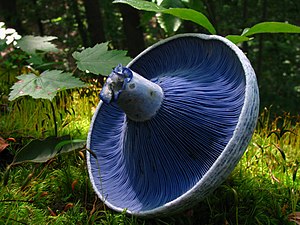 Lactarius indigo[26]