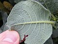 Lower surface of leaf