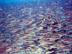 Photo of thousands of fish separated from each other by distances of 2 inch or less