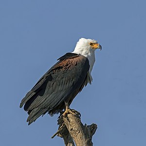 Haliaeetus vocifer (African fish eagle)