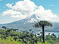 Araucaria araucana trees in Conguillío National Park